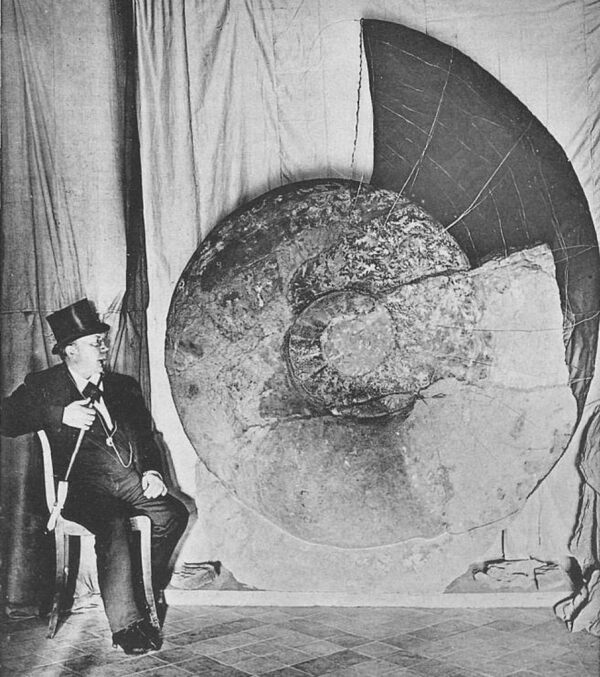 The massive German ammonite found in 1895 showing how the incomplete living chamber would have extended.